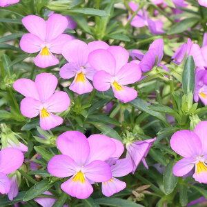 Ԃ̕c/MSKK[fɏփrIFt[bg@VL[sN3|bg 6Zbg