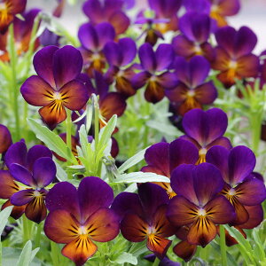 Ԃ̕c/[]MSKK[fɏփrIFt[bg@CVR3|bg 12Zbg