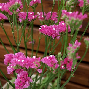 Ԃ̕c/X^[`X VjA[^F[YsNniNo.6j3|bg 6Zbg