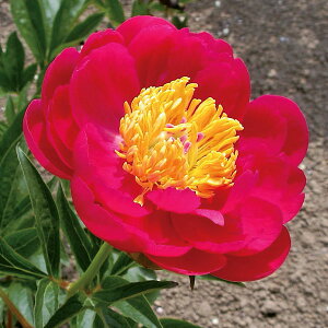 Ԃ̕c/VNNi䉖jFYx[`[4|bg