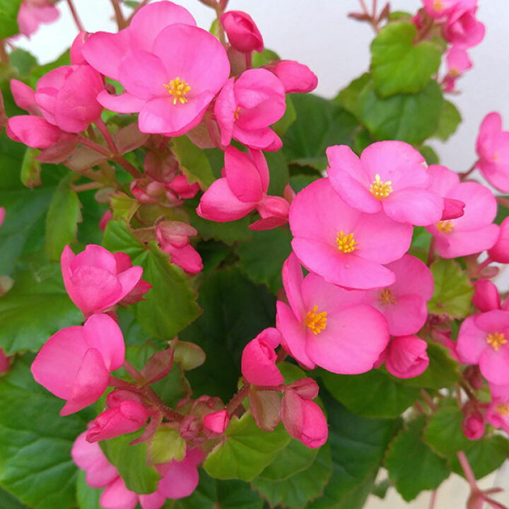 楽天市場 ベゴニア ラブミー キャンドル4号鉢植え 園芸ネット プラス