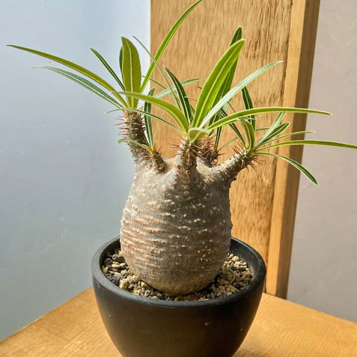 楽天市場】観葉植物/パキポディウム：グラキリス（発根済み株）3.5号 
