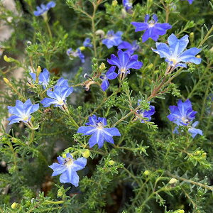 Ԃ̕c/incRC\EEPiEeBAjFALAIiHj3|bg