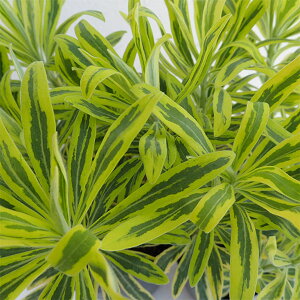 Ԃ̕c/[tHrAFS[fC{[5A