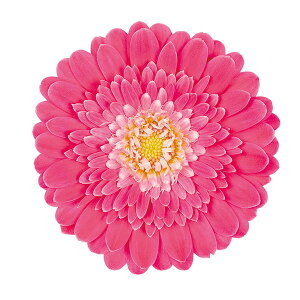 Ԃ̕c/K[fK[xiKrlAjFtF~[3.5|bg 6Zbg