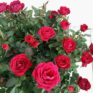 o̕c/~joF{h[ER_[i3.5|bg