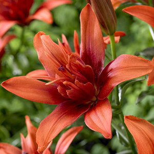 /id炷SjFbhcC2 2Zbg