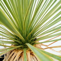 楽天市場】ユッカ ロストラータの通販 