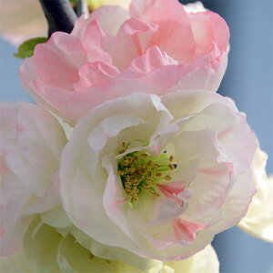 �Ԗ� ��؂̕c/�{�P�i�؉Z�j�F�ʂ̐�i�T�C�m���L�j3���|�b�g