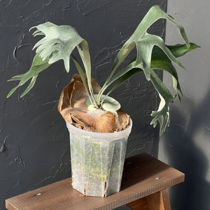 楽天市場】観葉植物/ビカクシダ（コウモリラン）：バイーア 斑入り 