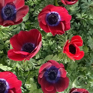 Ԃ̕c/Ally-KIWAMI-zF|g `R[g3.5O|bg 3Zbg