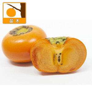 ʎ̕c/JLi`jFPYi낤j4|bg