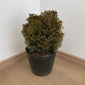 Ԗ ؂̕c/Rjt@[ijF~j}5|bg