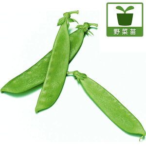 ؂̕c/TgEGhEiLkTGhE}j̕c2.5`3|bgc 4Zbg