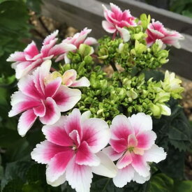 花木 庭木の苗/アジサイ：凛（りん）3〜3.5号ポット