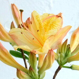 Ԗ ؂̕c/ccWFC[kR[X^[ij3.5|bg