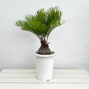 ϗtA/U~AFt_?i@824-02