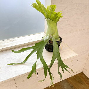 ϗtA/[]i킯jrJNV_iREjFEBL[ cv. vcFiqpupj|bgc 23-01