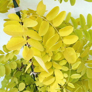 Ԗ ؂̕c/jZAJVAirjAjFt[VA 8|bg