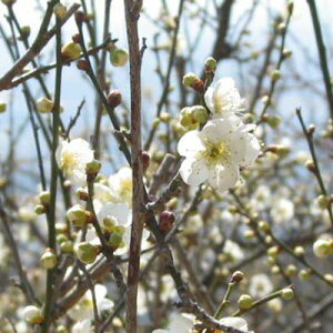 Ԗ ؂̕c/niEiԔ~jFeicLJQj~͎d5A