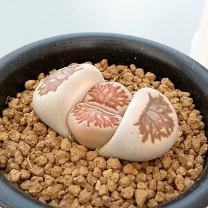 ϗtA/g[vXFe͋ʁ@2.5A