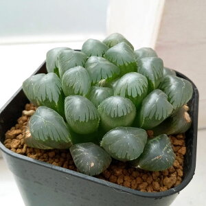 ϗtA/nI`AF^ψكhh\Iuc[T@2.5XNGA