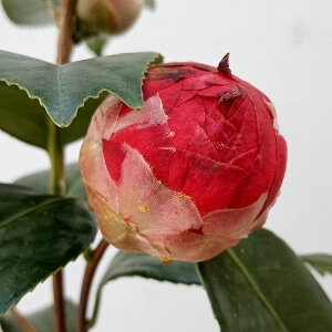 Ԗ ؂̕c/coLiցjFqыi낶񂬂j4.5|bg