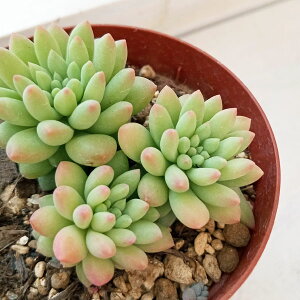 ϗtA/Z_FsNx[@2.5|bg*