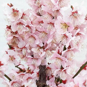 Ԗ ؂̕c/niEiԔ~jFg~idsNj~͎d5A