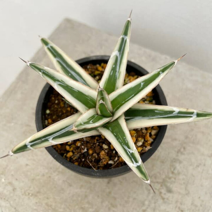 楽天市場】観葉植物/アガベ：氷山（ビクトリアレギナエ斑入り）3号  