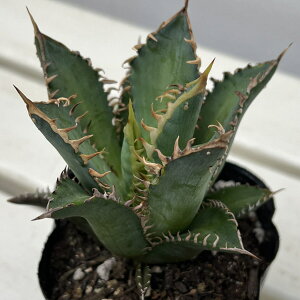 ϗtA/AKxF`^m^bhLbgEB[[@3A