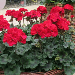 Ԃ̕c/[jEF[Cg@gDoI3.5|bg 4Zbg