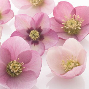 i[Z[̃NX}X[YFVOsNn3|bg