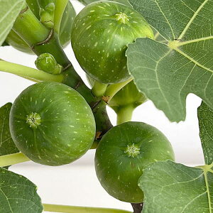 ʎ̕c/C`WNFh[~[XC[g6A