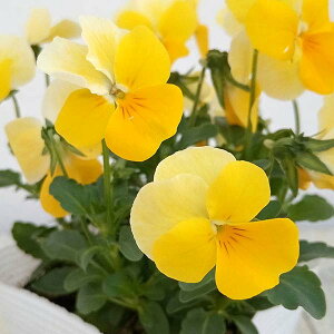 Ԃ̕c/rIFt[p[@CG[r[R3-3.5|bg 12Zbg