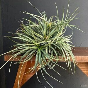 ϗtA/`WAFT.Orenge Time No.1