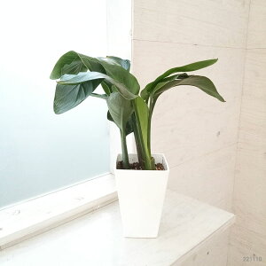 観葉植物 ストレリチア レギネの人気商品 通販 価格比較 価格 Com