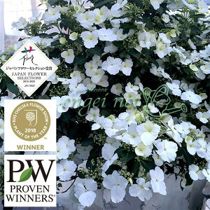 Ԗ ؂̕c/OWAiAWTCjFuC_V[3.5|bg 3Zbg