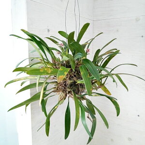 R쑐̕c/i킯jtFo{tB@G22-04