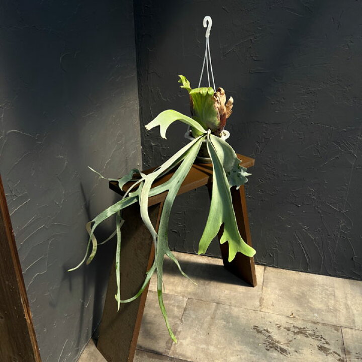 観葉植物 わけあり特価 ビカクシダ コウモリラン ウィリンキー ムーンライト 月光 4号硬質ポット 23-01 園芸ネット プラス