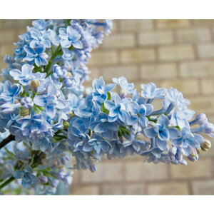 Ԗ ؂̕c/CbNFvWfgOr[4-5|bg