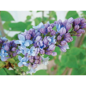 Ԗ ؂̕c/CbNFJyfBG4`5|bg