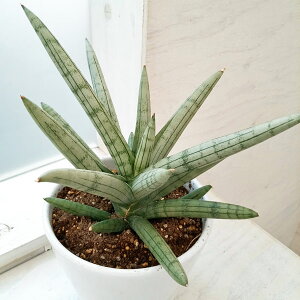 ϗtA/[IZ[]TZxAFVo[NEiSilver Crownj5픫