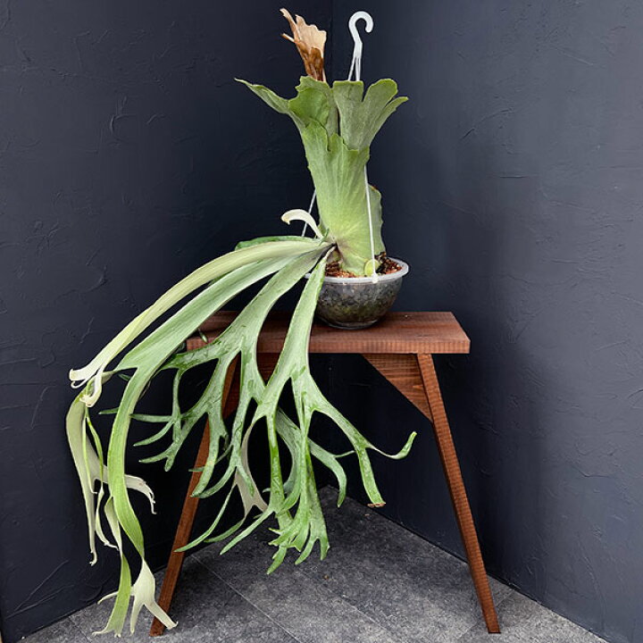 楽天市場】観葉植物/（わけあり特価）ビカクシダ（コウモリラン 
