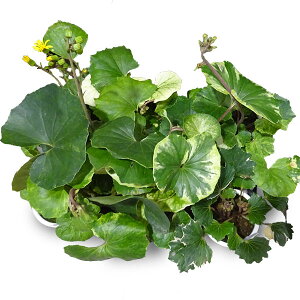 R쑐̕c/cuLFi~bNX4|bg 3Zbg