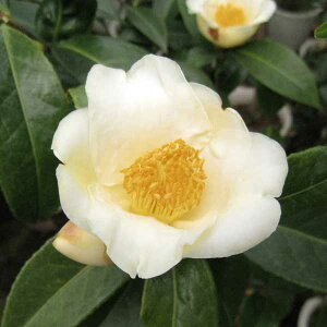 Ԗ ؂̕c/coLiցjFiVREj4.5|bg