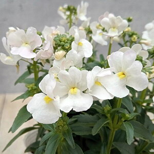 Ԃ̕c/lVAFtFA[VV@zCg3.5|bg 12Zbg