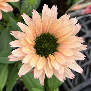 Ԃ̕c/GLiZAFTV[J[Y C{[3.5-4|bg