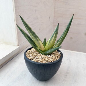 ϗtA/[UEt@[ZNg][]i킯jTZxAF{ZVX Xm[zCg 4A23-01