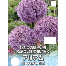 球根/アリウム：パーティバルーンズ 1球入り